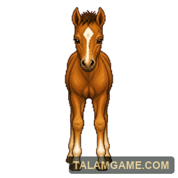 Brown Foal